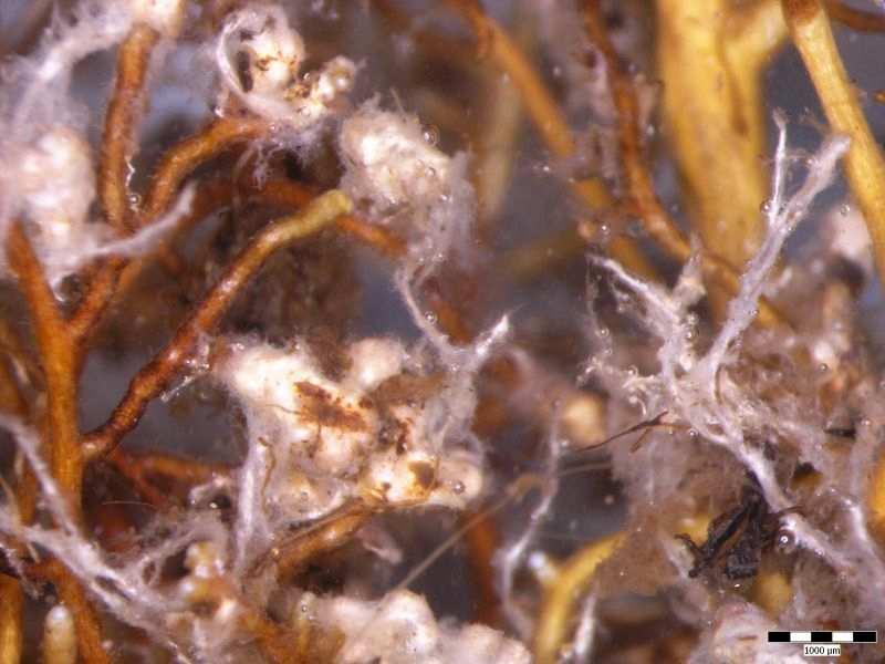 3. Dikaryotické mycelium Dikaryotické mycelium tvoří terciální struktury jako: 1.