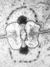 3/ Terciální mycelium - organizované a speciální pletiva podílí se na tvorbě basidiokarpu (pseudoparenchym, plektenchym)