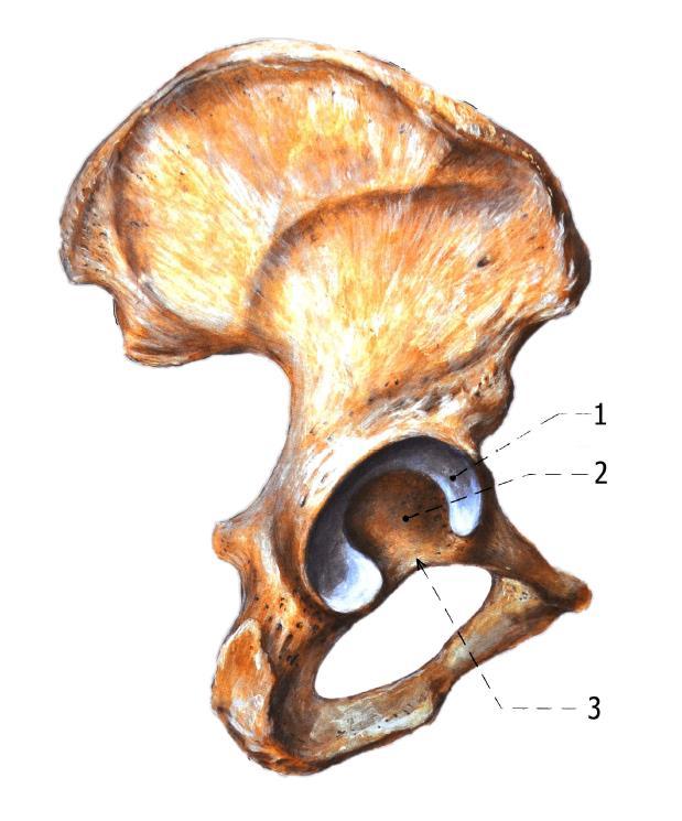 2.2.2 Pánevní kost (Os coxae) Os coxae neboli pánevní kost (Obr. 3) vznikla srůstem tří kostí kosti kyčelní (os ilium), kosti sedací (os ischii) a kosti stydké (os pubis).