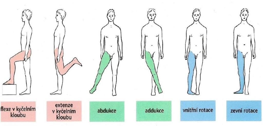 2.2.4 Vazy kyčelního kloubu Kyčelní kloubní pouzdro je zesíleno celkem čtyřmi vazy. Ligamentum iliofemorale je nejsilnějším vazem lidského těla. Vaz je tvořen dvěma rameny.