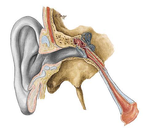 Fissurae