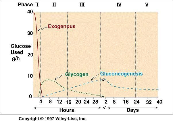 Fáze Původ Tkáně Palivo I Exogenní všechny Glukosa II Gly,Jat.glu vše mimo játra. Glukosa Jater.glukon. málo sval.a.at III Jat.glukon. vše mimo játra Glukosa Glykogen IV Jater.