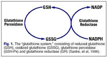 Systém glutathionu 2 NADPH+H + Obrázek převzat z
