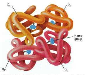 Pyrol hemoglobin Obrázky převzaty z http://www.medical-definitions.net/images/hemoglobin.