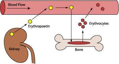 ERYTROCYTY - erytropoéza syntéza nukleotidů (dělení buněk): folát, vit.