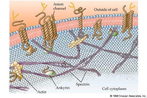 ERYTROCYTY membrána a cytoskeletální proteiny dědičná