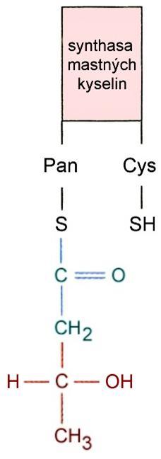 Biosyntéza MK Průběh biosyntézy MK NADPH + H + NADP + NADPH + H + NADP + 3-ketoacyl-reduktasa H 2 O 3-hydroxyacyldehydratasa enoylreduktasa první redukce