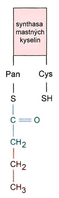 Biosyntéza MK