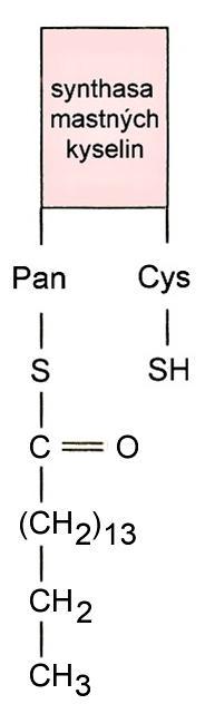 acyl-enzymový