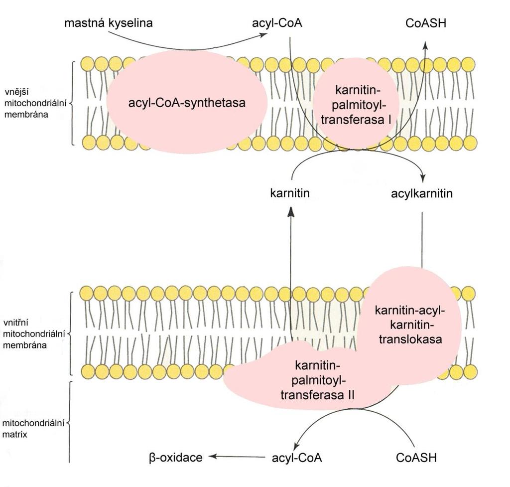 Degradace MK Úloha karnitinu při transportu MK do mitochondrie Vnitřní mitochondriální membrána nepropustná pro mastné kyseliny s dlouhým řetězcem Přes vnitřní mitochondriální membránu MK přeneseny