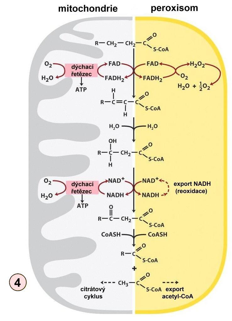 Degradace MK Peroxisomální β-oxidace MK Odlišnosti v průběhu β-oxidace MK v mitochondrii a v peroxisomu : 4.