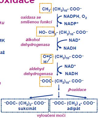 Degradace MK - oxidace MK Oxidace na uhlíku V ER jater a ledvin Substráty C10 a C12