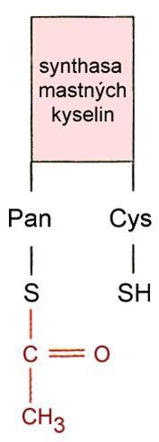 Biosyntéza MK Průběh biosyntézy MK