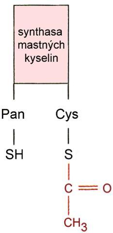 acetyltransacylasa malonyltransacylasa