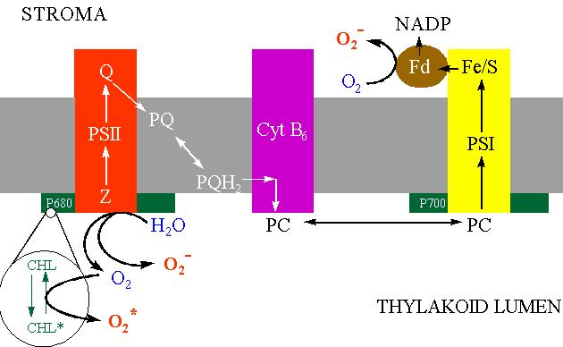 TVORBA ROS V CHLOROPLASTECH Mehlerova reakce v chloroplastech (fotoredukce kyslíku ve fotosystému I).