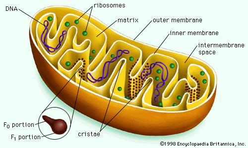 TVORBA ROS V MITOCHONDRIÍCH NAD(P)H