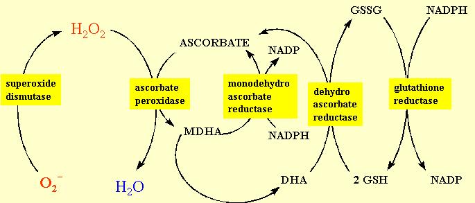 ENZYMY ASKORBÁT- GLUTATHIONOVÉHO CYKLU Foyerův-Halliwellův-Asadův cyklus Používá neenzymové