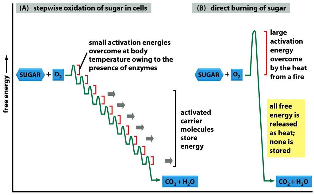 Energie z potravy energie z potravy se v buňce uvolňuje