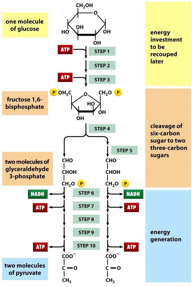 Glykolýza