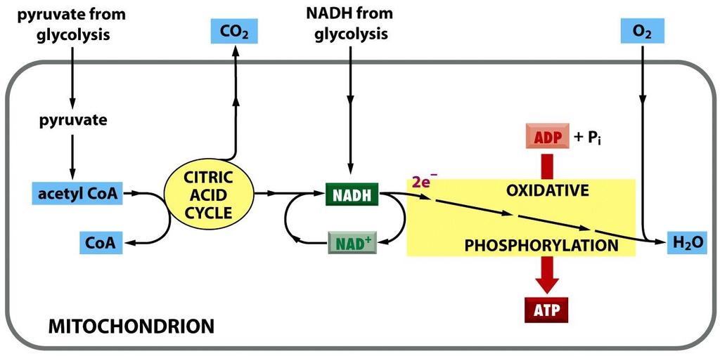 Oxidativní