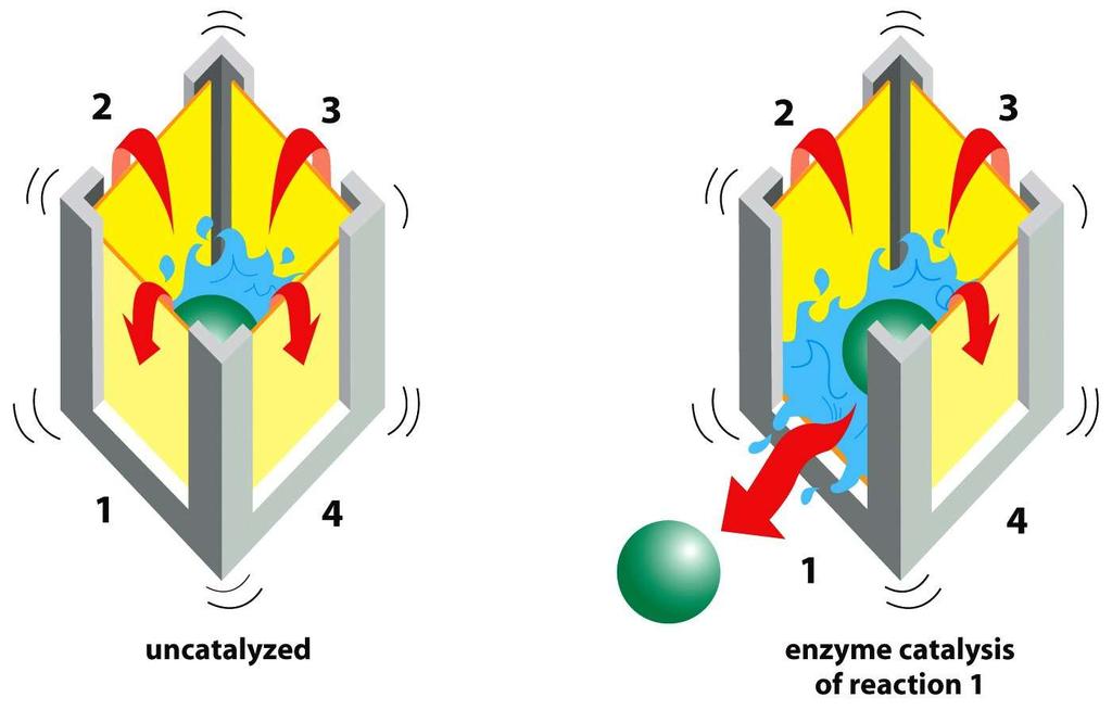 Enzymy - analogie Figure 2-46b Molecular