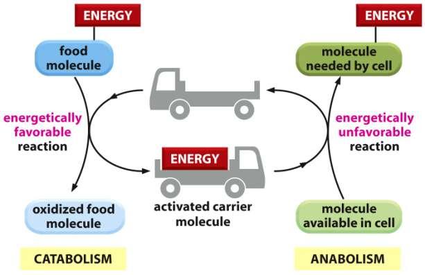 Přenašeče energie - energie, která je uvolněna oxidačními procesy musí být dočasně uchována než je využita v dalších procesech - ve většině případů je uchovávána ve formě chemických vazeb