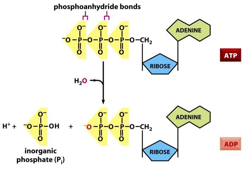 Přenašeče energie Figure 2-57 Molecular