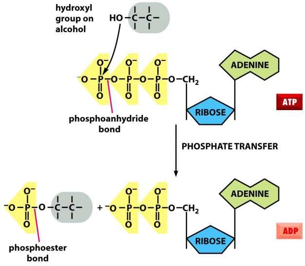 Přenašeče energie Figure 2-58 Molecular