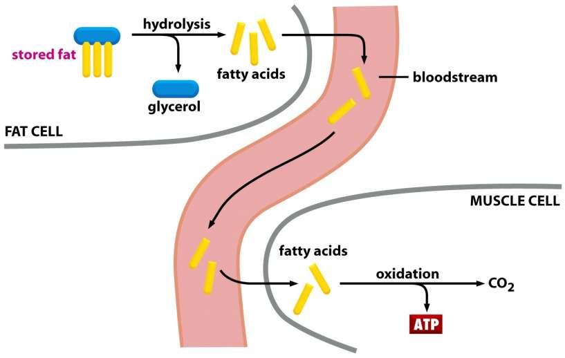 Jak buňky získávají energii z jídla z mastných kyselin Figure