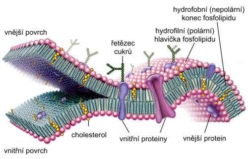 Něco málo z buněčné biologie Eukaryotická buňka