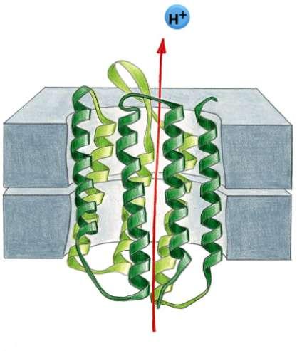 Něco málo z buněčné biologie Eukaryotická buňka mitochondrie Elektrony z těchto koenzymů jsou předávány do dýchacího řetězce, jenž je umístěn na vnitřní membráně mitochondrie.