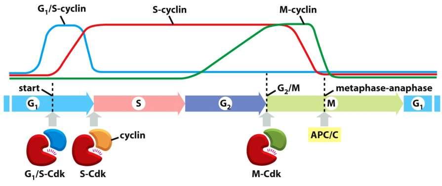 Buněčný cyklus Figure 17-16 Molecular