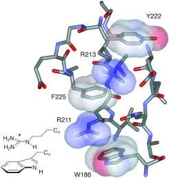 Nekovalentní interakce v živých systémech kationt- interakce Alternating cationic (Arg, Lys) and aromatic (Tyr, Phe, Trp) amino acid