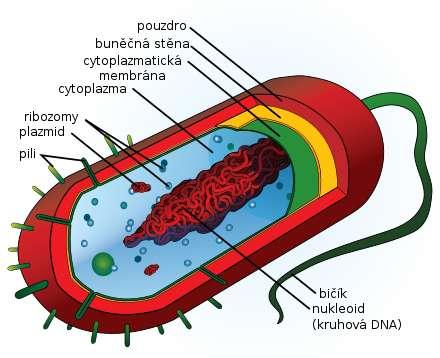 Něco málo z buněčné biologie Prokaryotická buňka charakteristický typ pro bakterie a archea o řád menší než buňka eukaryotická, vyznačuje