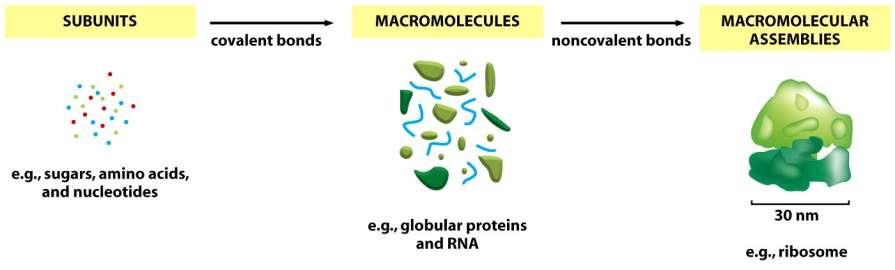 Buňky jsou tvořeny zejména makromolekulami Figure 2-32