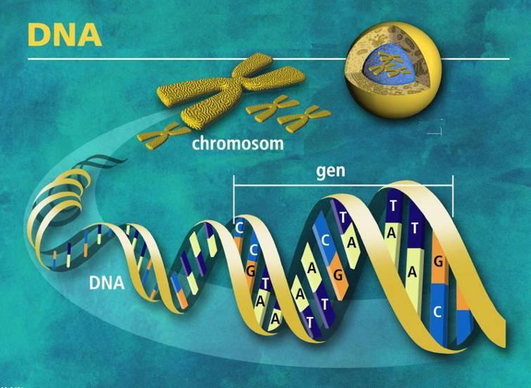 DNA je biologická, vláknitá, po natažení až 2 m dlouhá makromolekula, uložená v