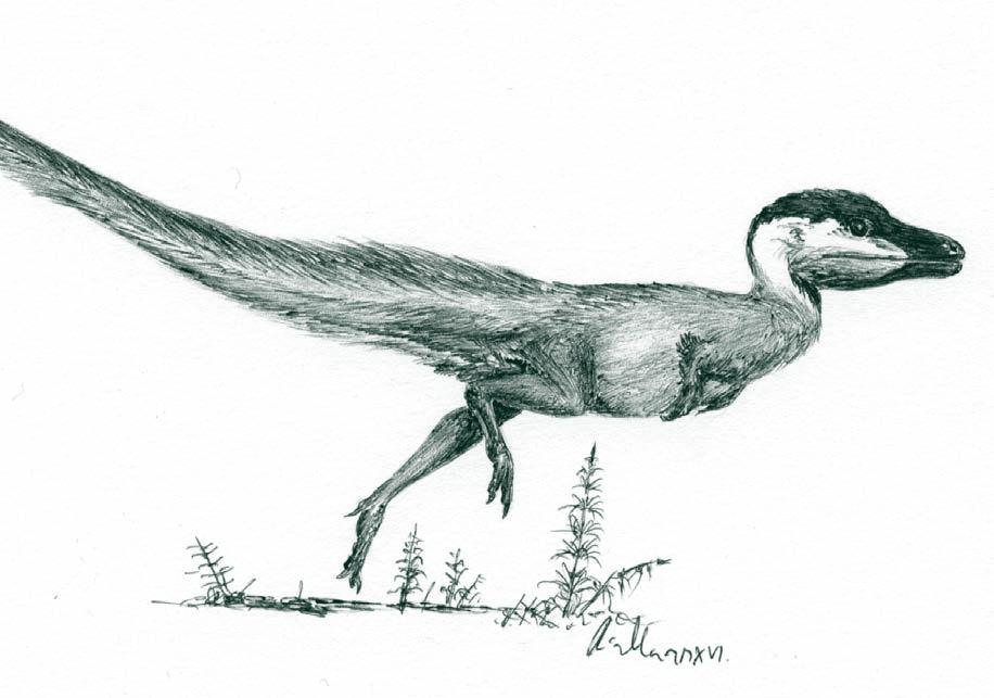 Mladý jedinec megalosauridního teropoda utíkající za kořistí. Snad právě takto mohl vypadat jurský původce zkamenělého zubu, který byl nedávno znovuobjeven v depozitářích Masarykovy univerzity v Brně.