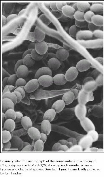 DIFERENCIACE STREPTOMYCES S.griseus, S.coelicolor 1. Myceliární růst (mnohobuněčné mycelium) 2. Tvorba vzdušných hyf 3.