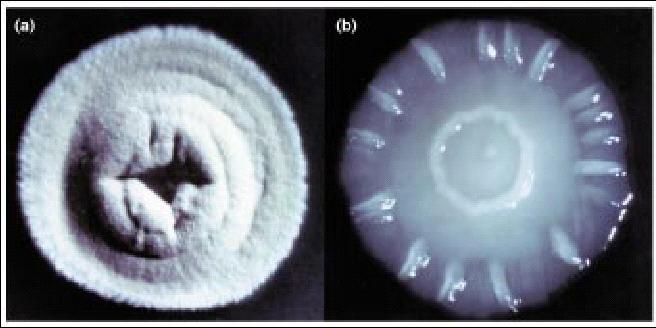 MUTANTY: bld mutanty ( bald = plešaté) - netvoří vzdušné hyfy - často neprodukují antibiotika (kromě některých, např.