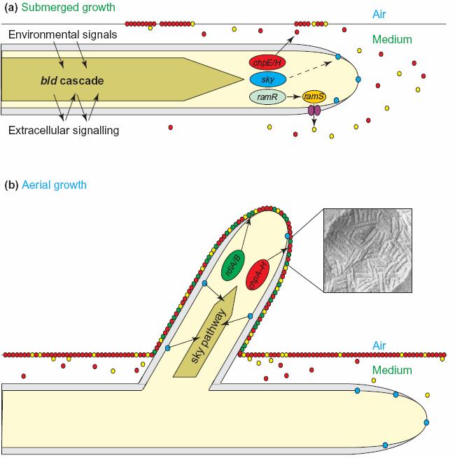 Model tvorby vzdušných hyf Streptomyces coelicolor Rodlins Chaplins Chaplins Sky sensor SapB extracelulární signály vliv na vývoj prostřednictvím bld kaskády indukce tvorby RamR, chaplins ChpE a ChpH