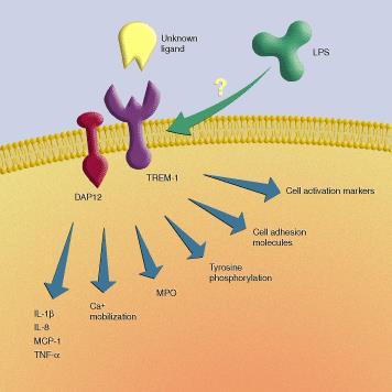 TREM-1 na neutrofilech a monocytech Triggering Receptor Expressed on Myeloid Cells 1 (TREM-1) po vazbě ligandů (nejspíše různých produktů bakterií a kvasinek) na TREM-1 dochází k diferenciaci