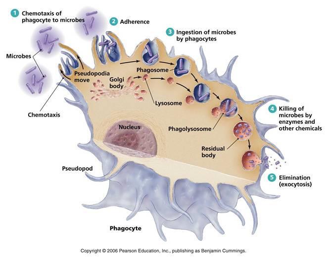 Neutrofily efektorové buňky přirozené imunity