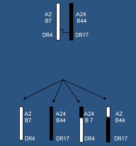 Obr.5: Vznik nerekombinantních