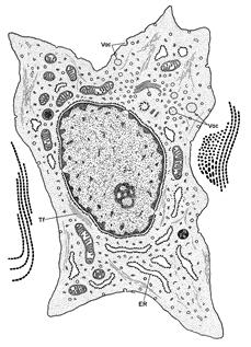 Fibroblast vřetenovitá buňka s oválným jádrem proteosynteticky