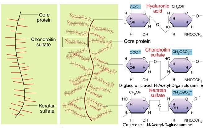 Základní hmota amorfní Glykoproteiny fibronectin, chondronectin, laminin atd