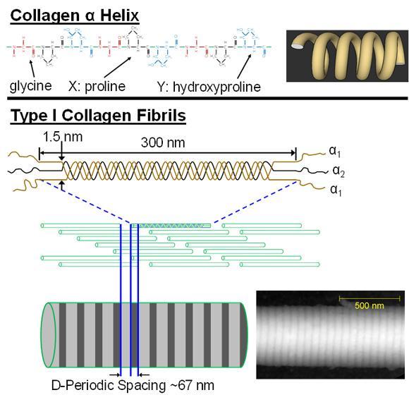Obrázek 1- Schématický nákres struktury kolagenního vlákna (typ I). Kolagenní vlákno se skládá z molekul kolagenů, které jsou tvořeny třemi polypeptidovými řetězci obsahující glycin, prolin a (Obr.