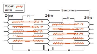 Obrázek 5- Organizace aktinu a myosinu uvnitř svalového vlákna. Uspořádání vláken aktinu a myosinu ve dvou přilehlých sarkomerách vytváří charakteristické pruhování kosterního (Obr. 5) svalstva. 2.7.