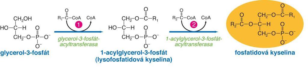 Syntéza triacylglycerolů Biosyntéza kyseliny fosfatidové přenosem acylů