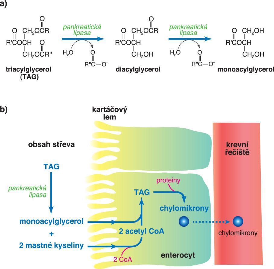 Trávení triacylglycerolů: a) odštěpování mastných kyselin pankreatickou lipasou; b) vstřebávání produktů hydrolýzy