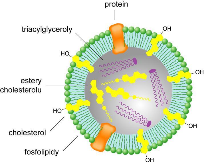 V buňkách střevního epitelu jsou resyntetizovány triacylglyceroly, které, společně s cholesterolem, musí být odtud dále transportovány; komplikace, nerozpustnost lipidů.